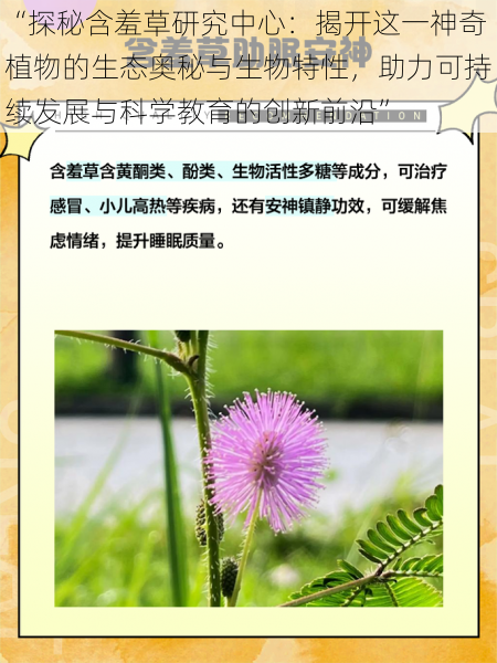 “探秘含羞草研究中心:揭开这一神奇植物的生态奥秘与生物特性,助力可持续发展与科学教育的创新前沿”