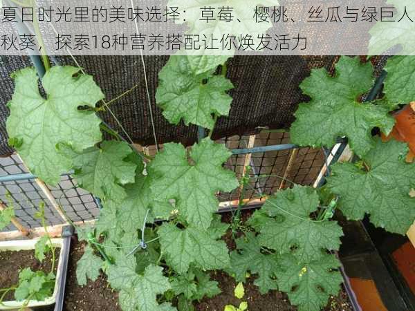 夏日时光里的美味选择:草莓、樱桃、丝瓜与绿巨人秋葵,探索18种营养搭配让你焕发活力