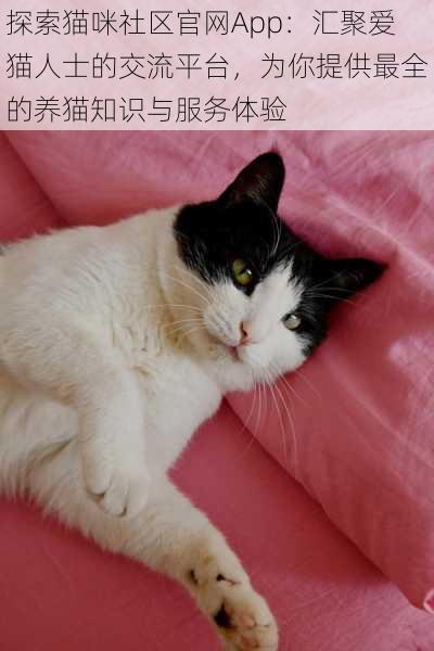 探索猫咪社区官网App:汇聚爱猫人士的交流平台,为你提供最全的养猫知识与服务体验