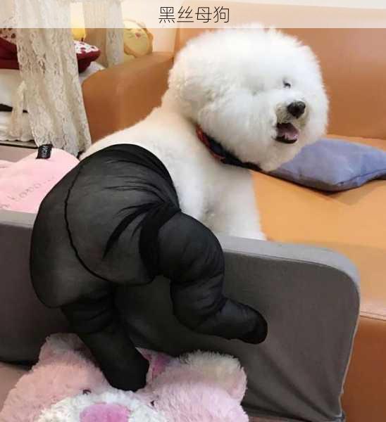 黑丝母狗