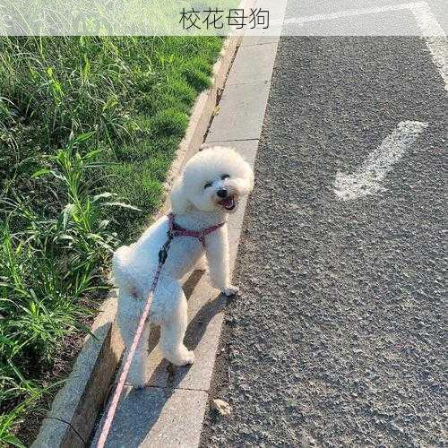 校花母狗